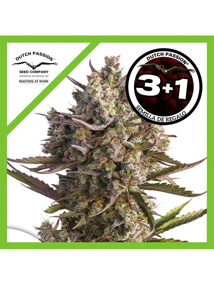 Blueberry Auto -Dutch Passion X3+1 2