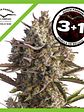 Blueberry  Auto X3-Dutch Passion - Miniatura 2