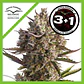 Blueberry Auto -Dutch Passion X3+1 - Miniatura 2