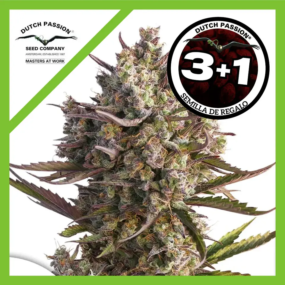 Blueberry Auto -Dutch Passion X3+1 2
