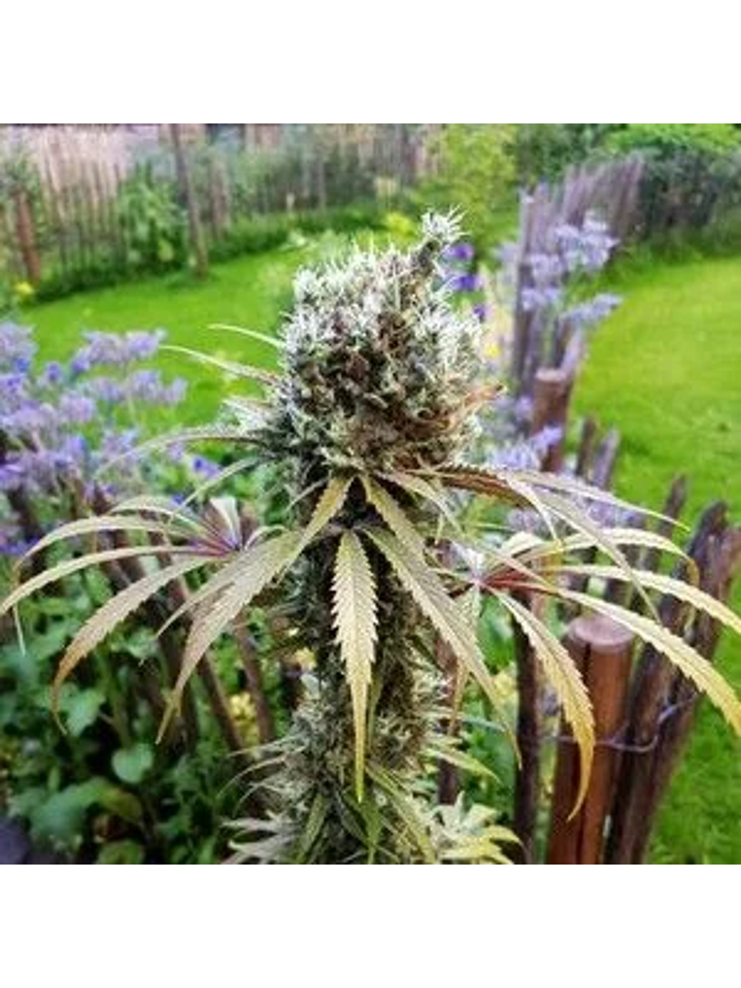 Amg Fem -Royal Queen Seeds (X10/X3/X1) 4