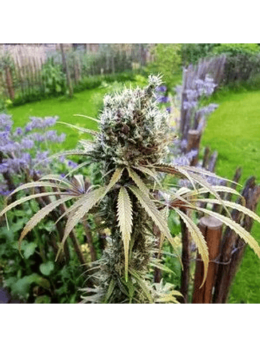 Amg Fem X10-Royal Queen Seeds 4