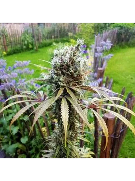 Amg Fem -Royal Queen Seeds (X10/X3/X1) 4