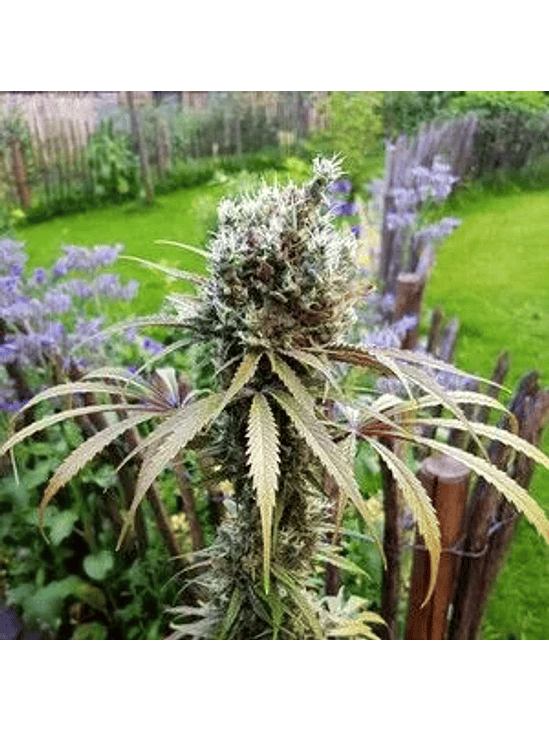 Amg Fem X10-Royal Queen Seeds 4