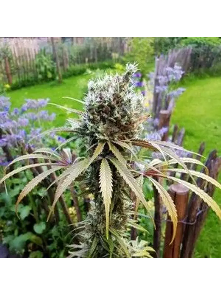 Amg Fem -Royal Queen Seeds (X10/X3/X1) 4