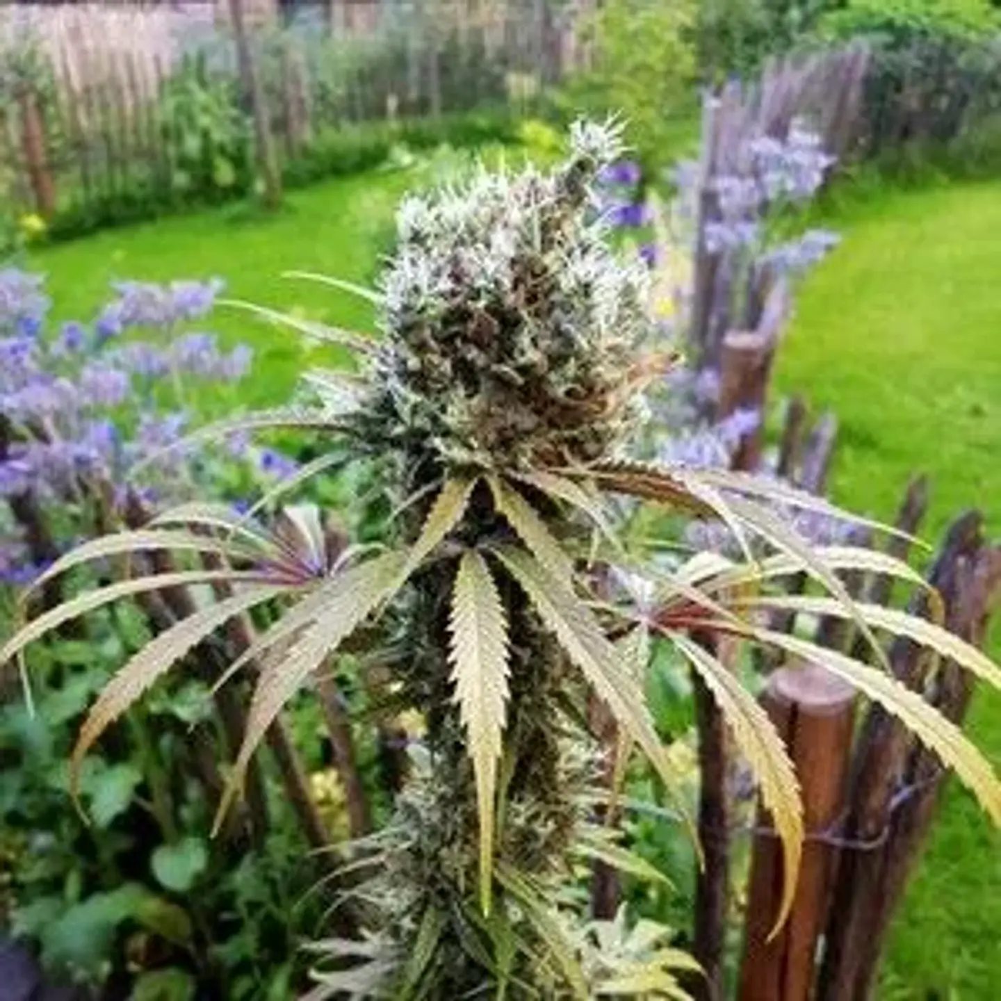 Amg Fem -Royal Queen Seeds (X10/X3/X1) 4