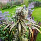 Amg Fem -Royal Queen Seeds (X10/X3/X1) - Miniatura 4