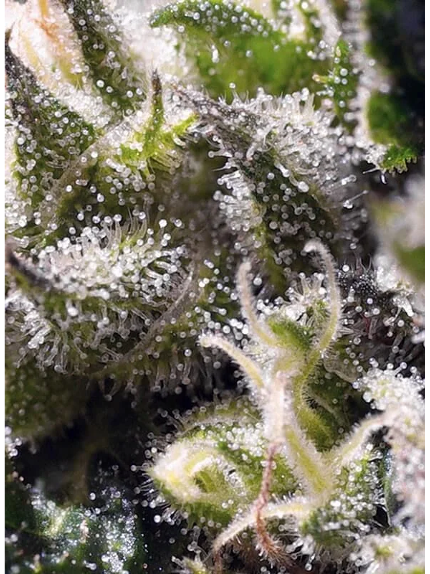 Cream Caramel Auto® -Sweet Seeds (X100/X25/X5+2/X3+1) 14