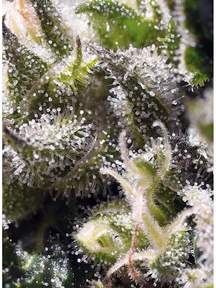 Cream Caramel Auto® -Sweet Seeds (X100/X25/X5+2/X3+1) 14