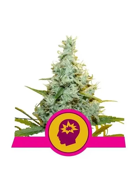 Amg Fem -Royal Queen Seeds (X10/X3/X1) 3