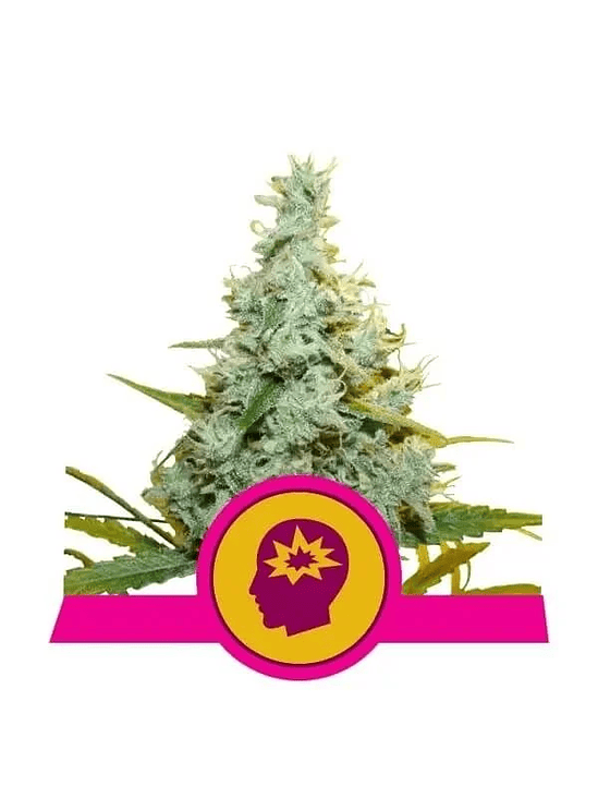 Amg Fem X10-Royal Queen Seeds 3
