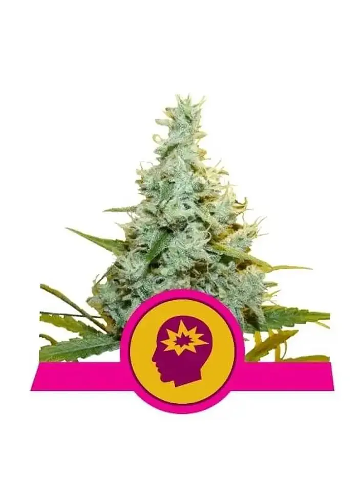Amg Fem -Royal Queen Seeds (X10/X3/X1) 3