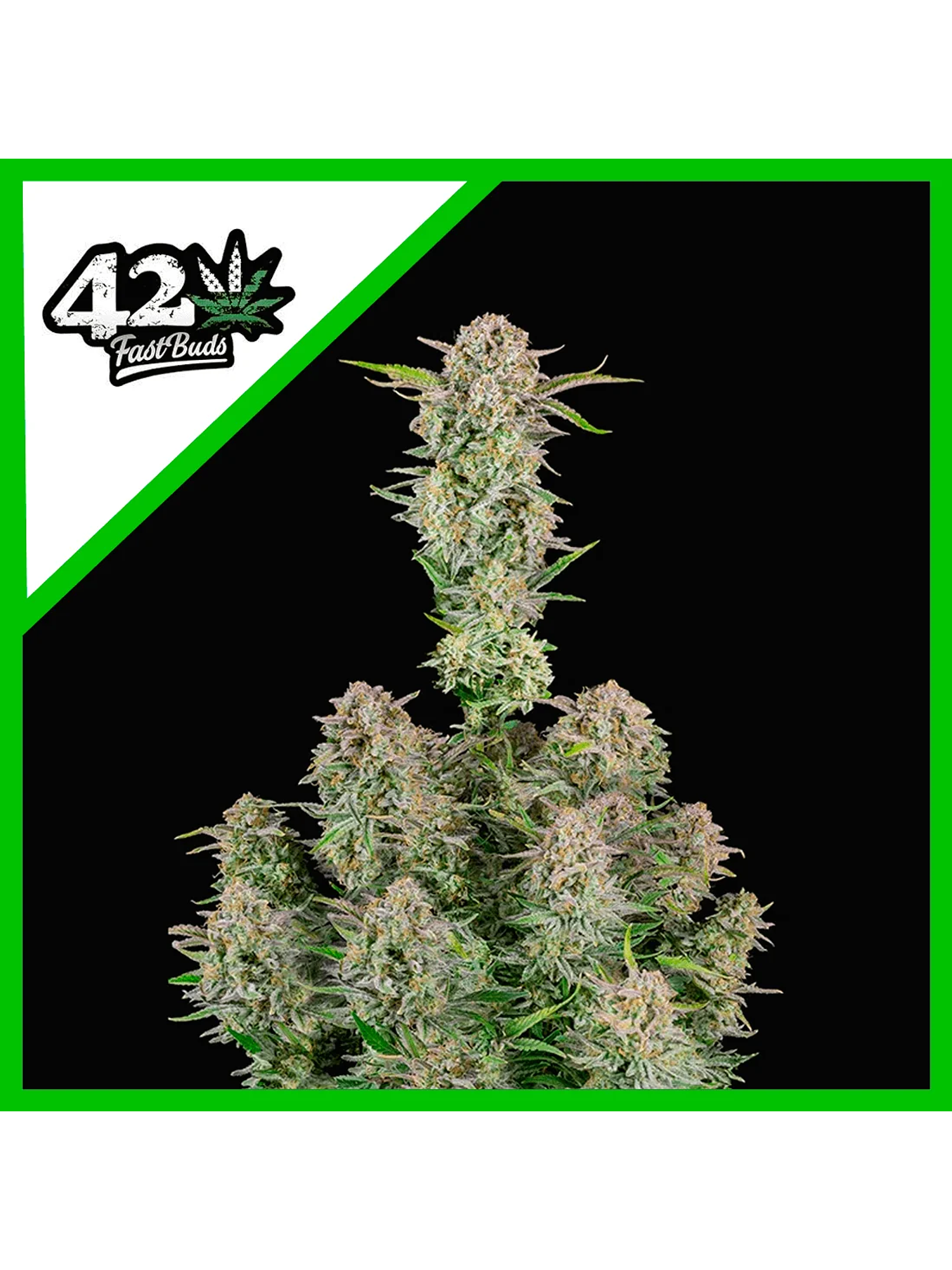 Bruce Banner Auto -Fast Buds (X3/X1) 2