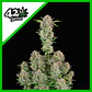Bruce Banner Auto -Fast Buds (X3/X1) - Miniatura 2
