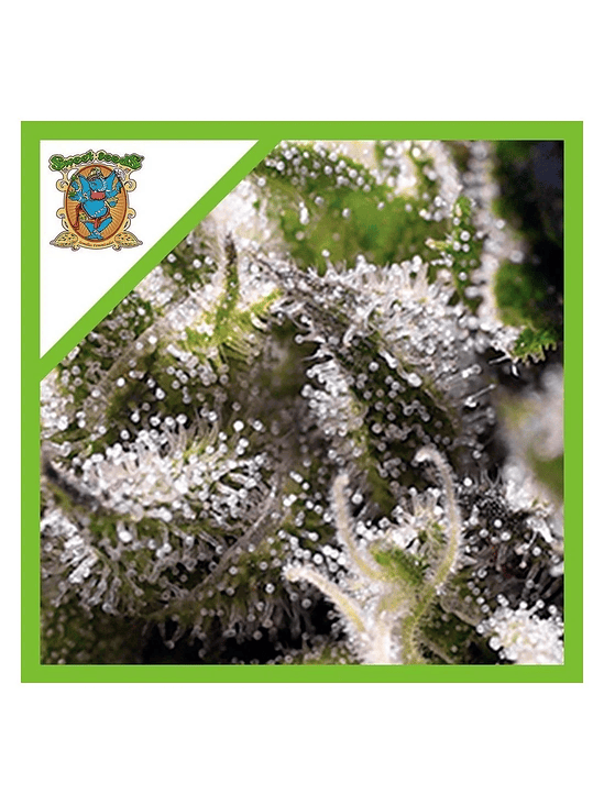 Cream Caramel Auto® -Sweet Seeds (X100/X25/X5+2/X3+1) 11