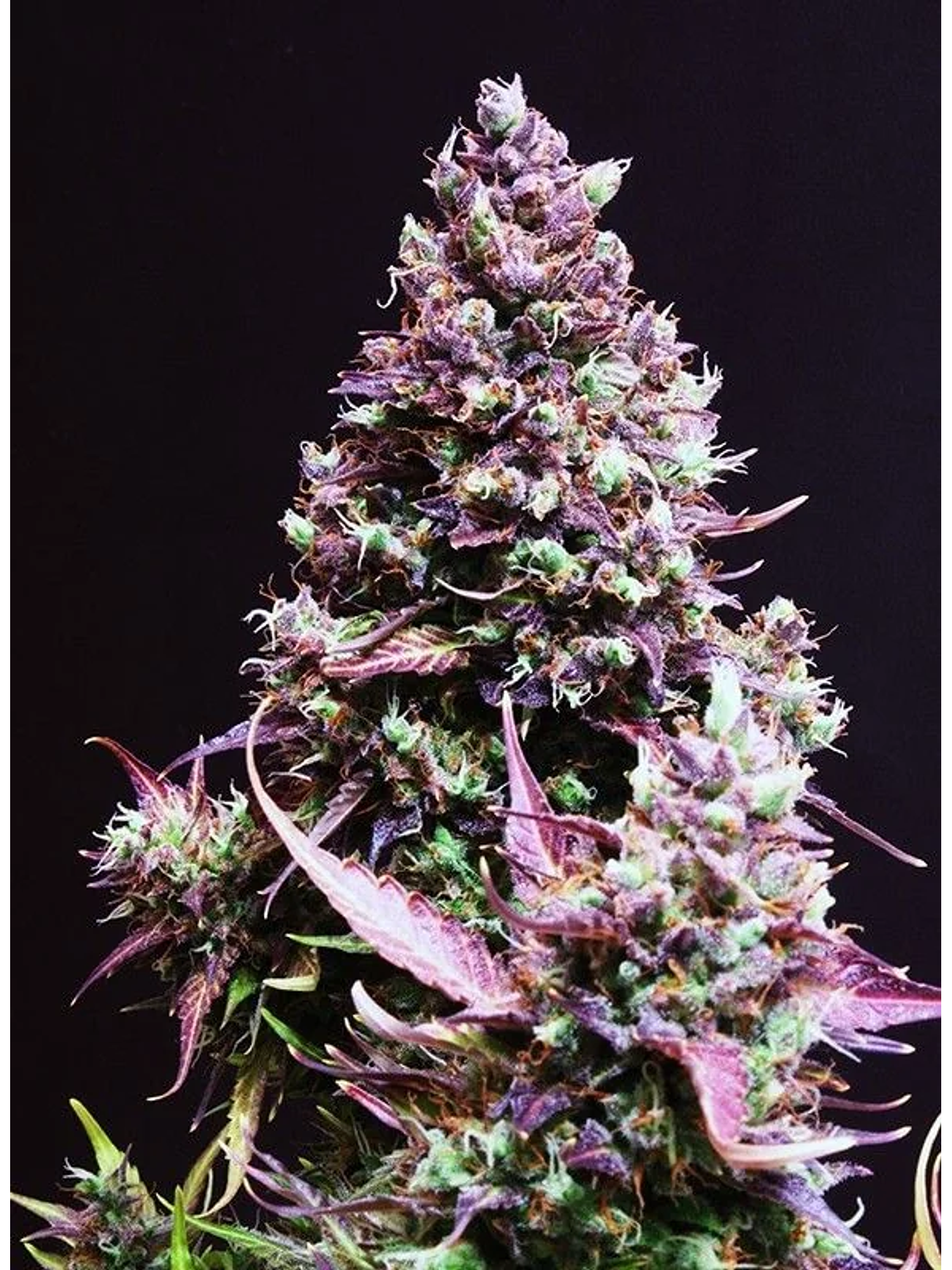 Cream Caramel Auto® -Sweet Seeds (X100/X25/X5+2/X3+1) 9