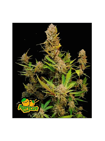 Apricot Auto 3+2-Fast Buds 2