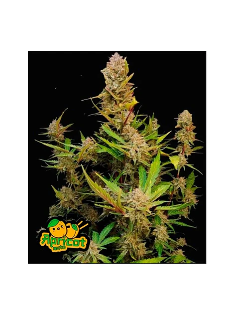 Apricot Auto 3+2-Fast Buds 2