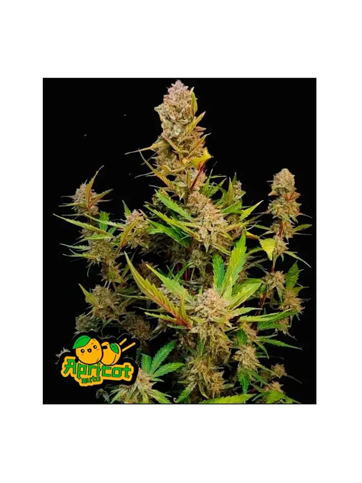 Apricot Auto 3+2-Fast Buds 2