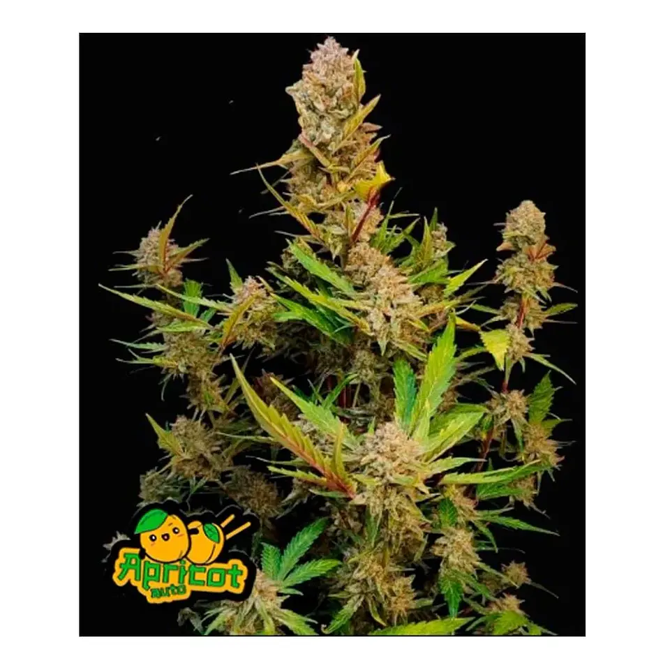 Apricot Auto 3+2-Fast Buds 2
