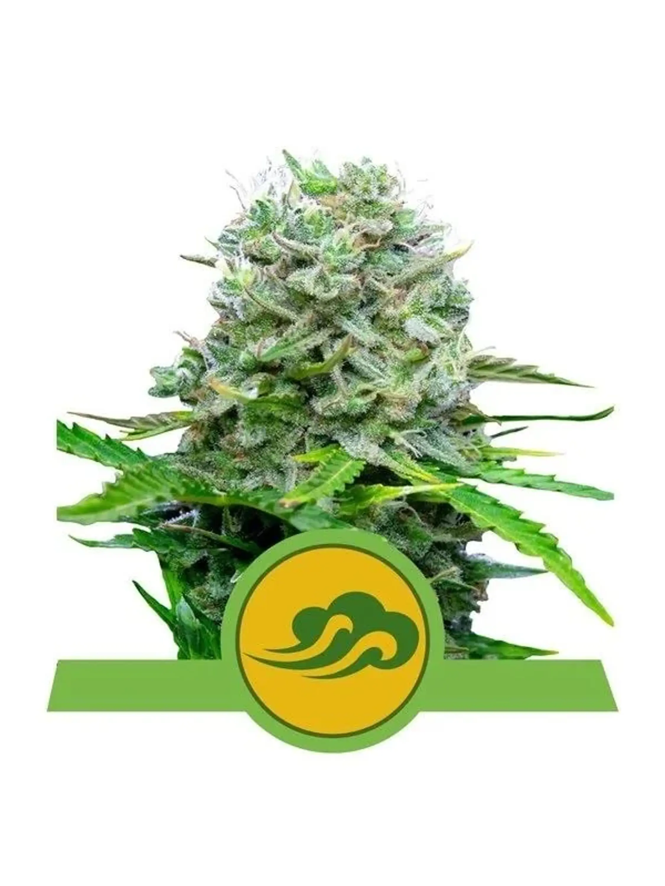 Royal Bluematic Auto -Royal Queen (X10/X3/X1) 2