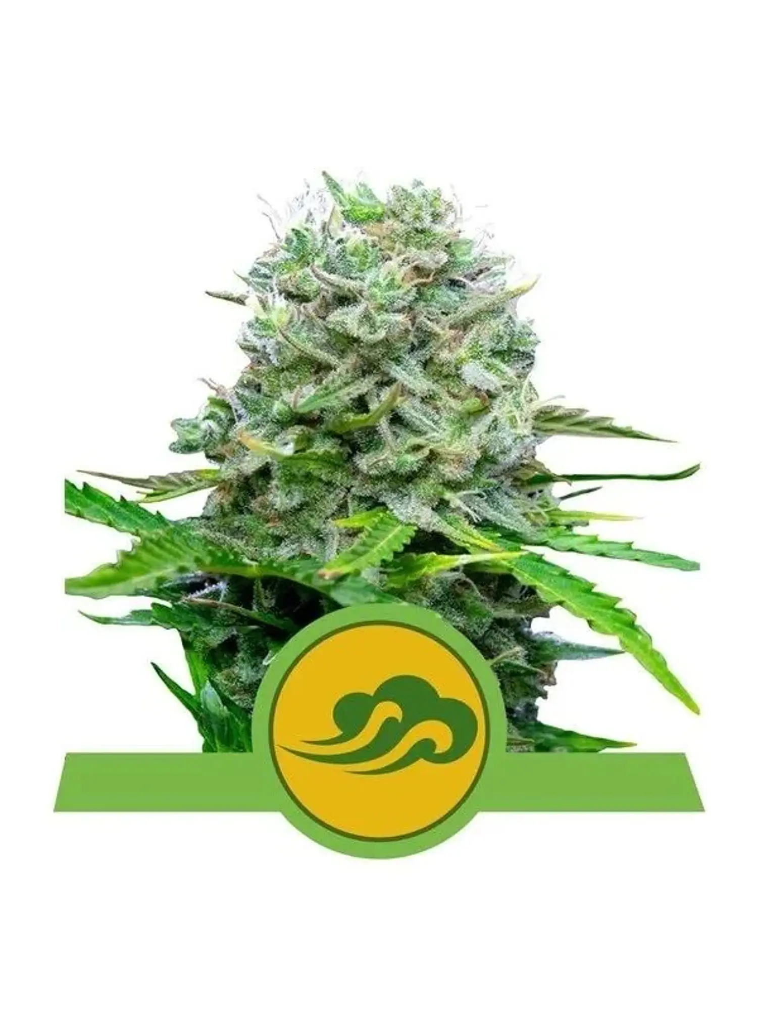 Royal Bluematic Auto -Royal Queen (X10/X3/X1) 3