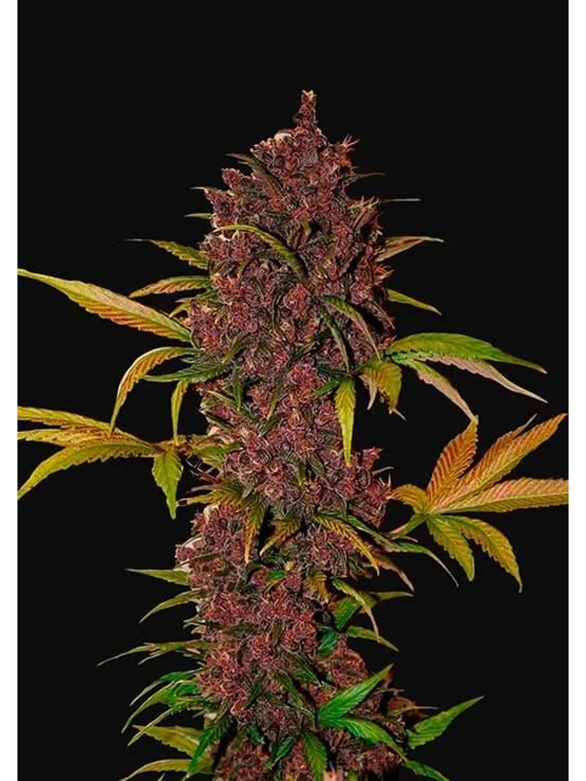 Lsd 25 Auto - Fast Buds (X5/X3/X1) 5