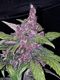 Lsd 25 Auto X5- Fast Buds - Miniatura 6