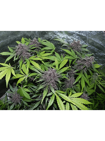 Lsd 25 Auto X5- Fast Buds 7