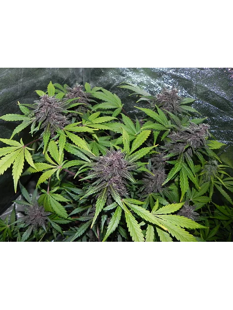 Lsd 25 Auto - Fast Buds (X5/X3/X1) 7