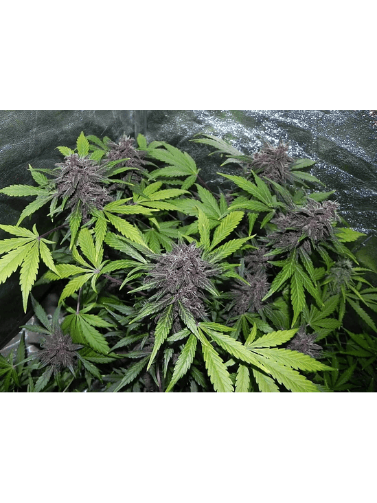 Lsd 25 Auto X5- Fast Buds 7