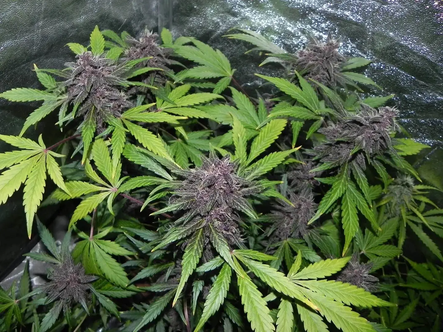 Lsd 25 Auto - Fast Buds (X5/X3/X1) 7