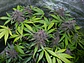 Lsd 25 Auto - Fast Buds (X5/X3/X1) - Miniatura 7