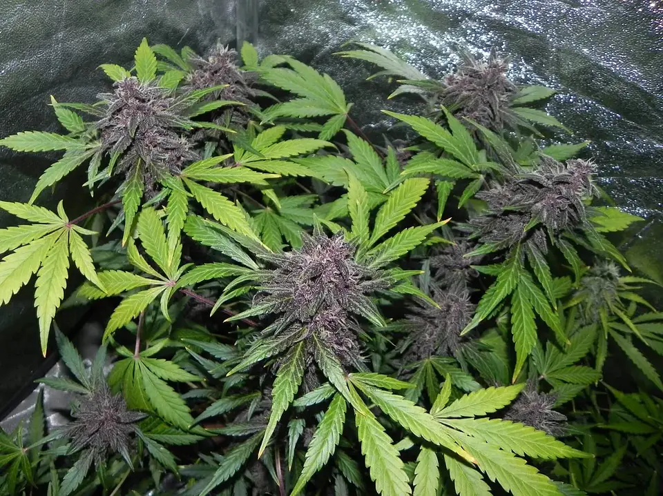 Lsd 25 Auto - Fast Buds (X5/X3/X1) 7