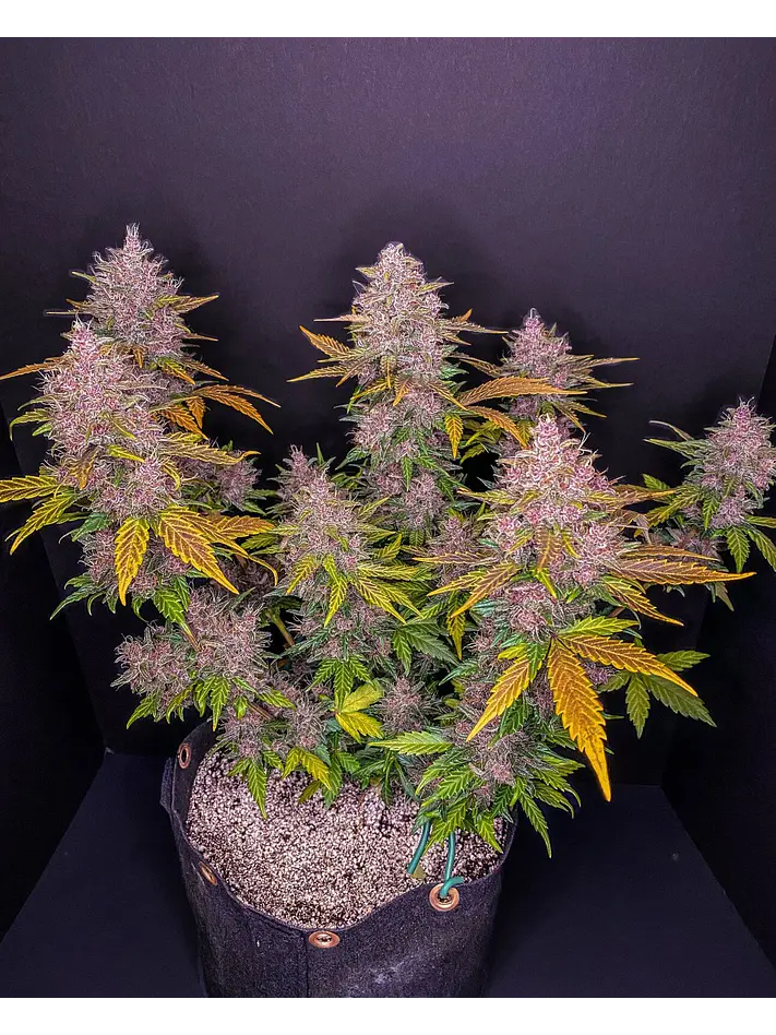 Lsd 25 Auto - Fast Buds (X5/X3/X1) 8
