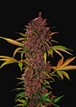 Lsd 25 Auto - Fast Buds (X5/X3/X1) - Miniatura 10