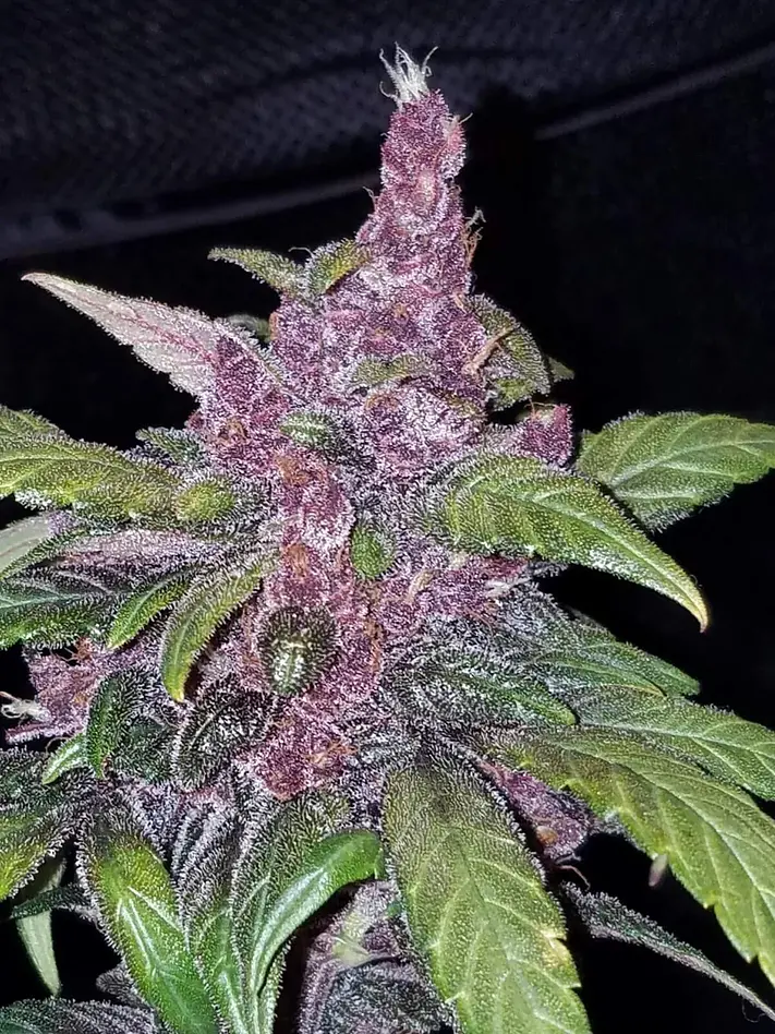 Lsd 25 Auto - Fast Buds (X5/X3/X1) 11