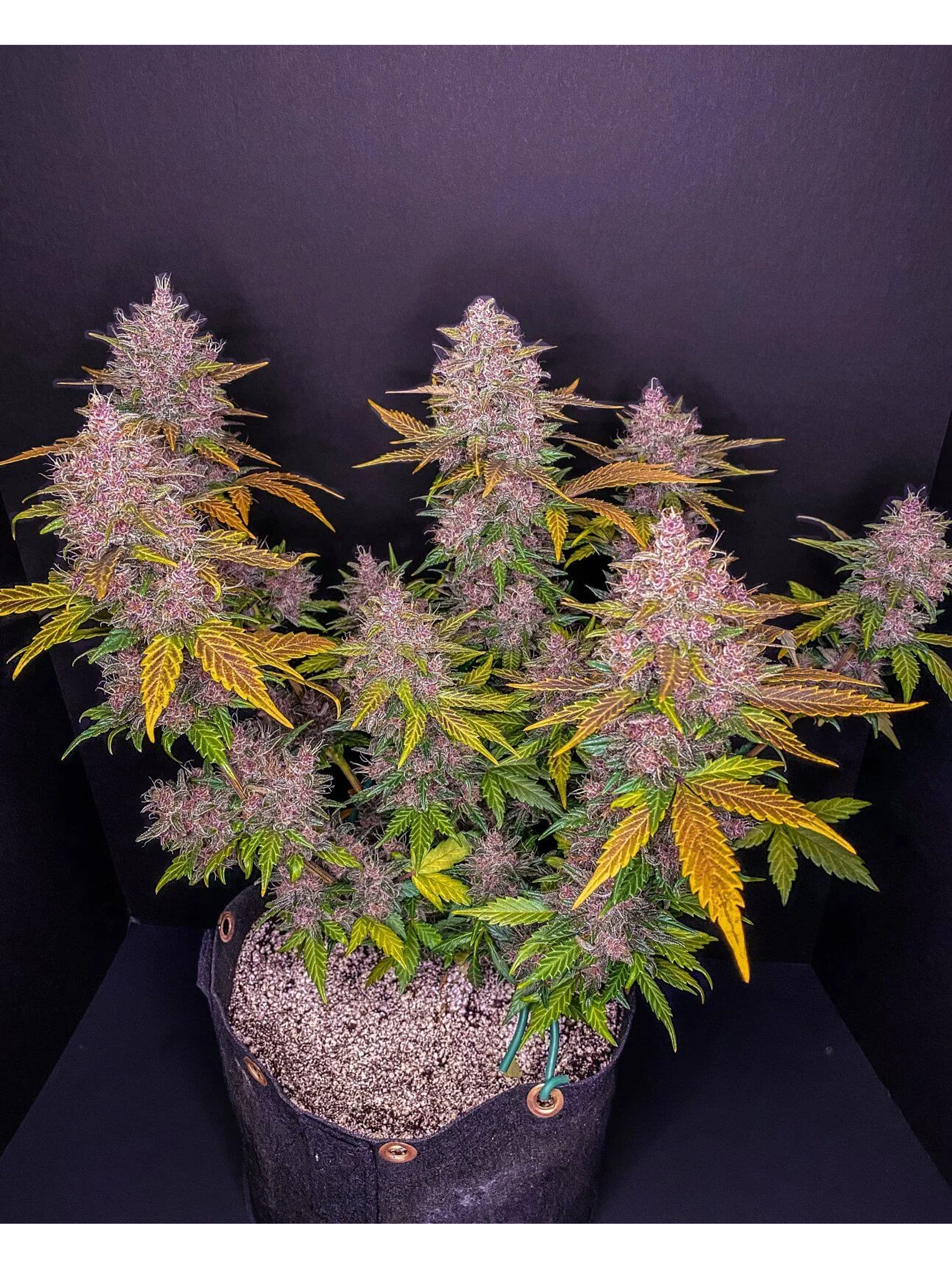 Lsd 25 Auto - Fast Buds (X5/X3/X1) 12