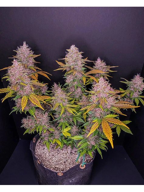 Lsd 25 Auto - Fast Buds (X5/X3/X1) 12