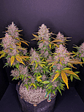 Lsd 25 Auto X5- Fast Buds - Miniatura 12