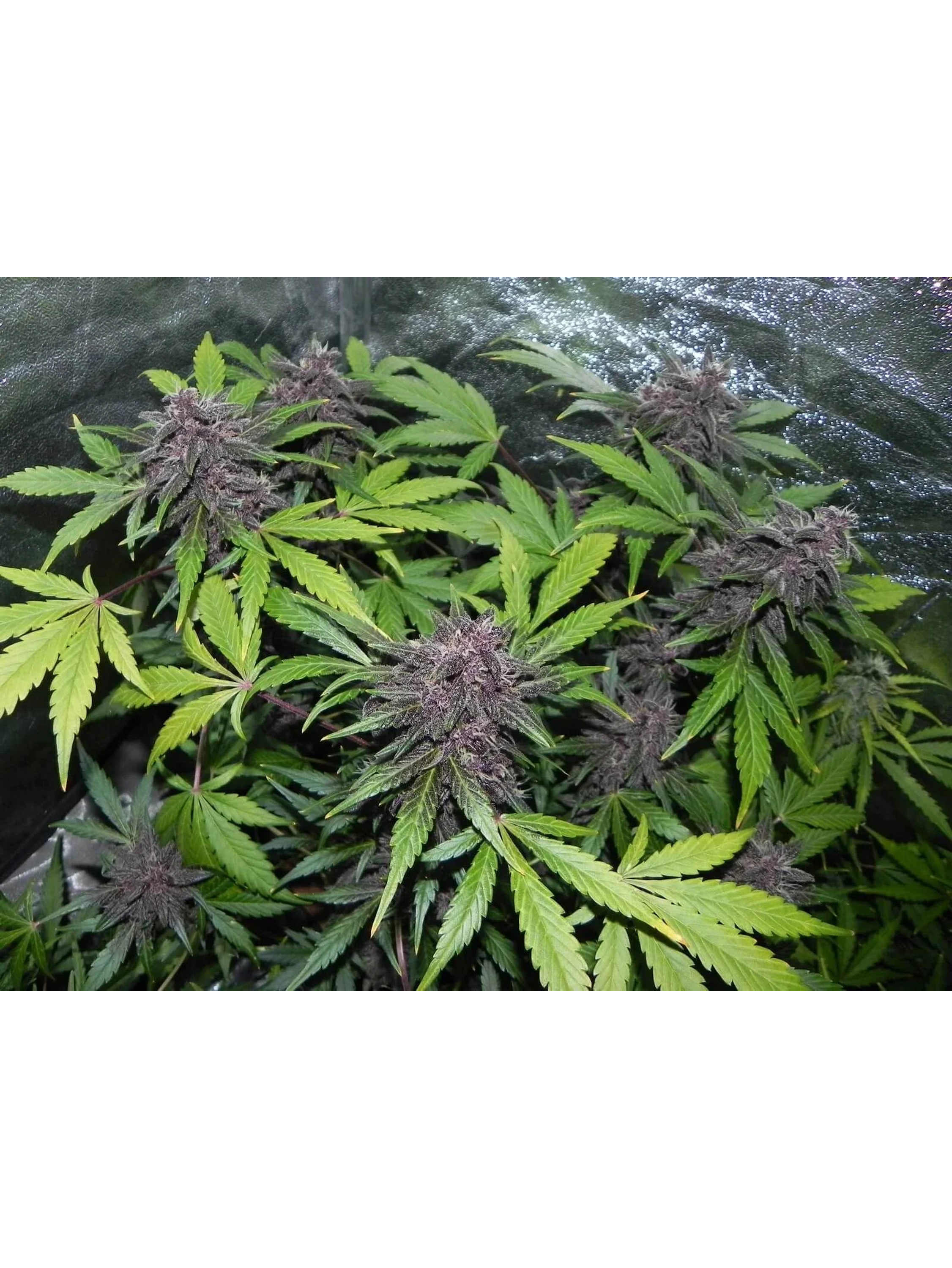 Lsd 25 Auto - Fast Buds (X5/X3/X1) 13
