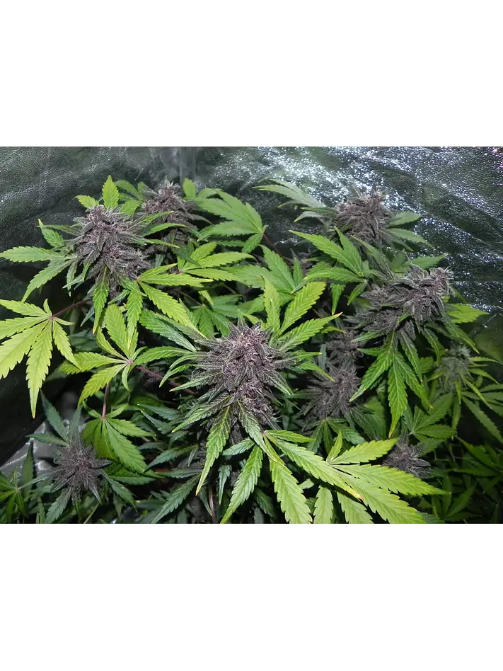 Lsd 25 Auto - Fast Buds (X5/X3/X1) 13