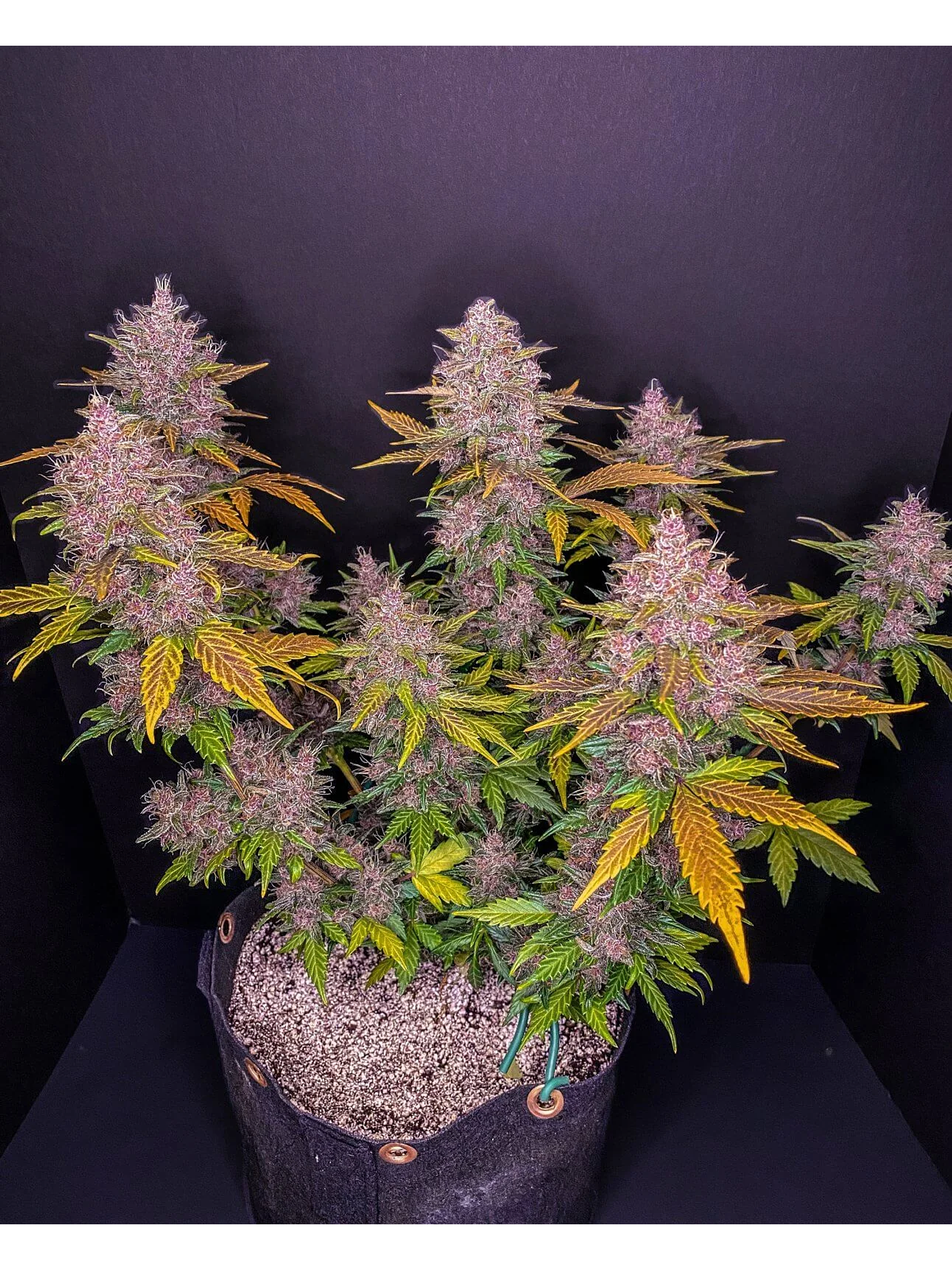 Lsd 25 Auto - Fast Buds (X5/X3/X1) 9
