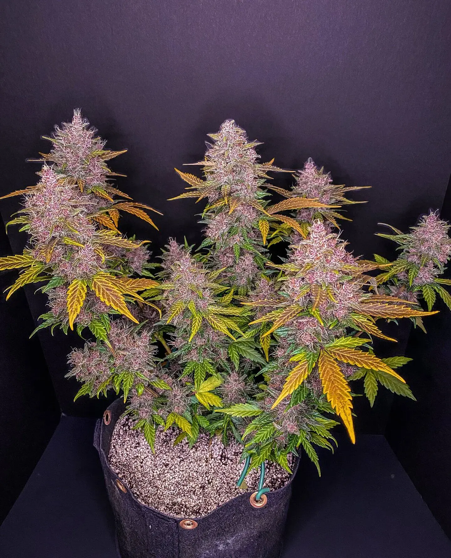 Lsd 25 Auto - Fast Buds (X5/X3/X1) 9