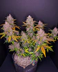 Lsd 25 Auto - Fast Buds (X5/X3/X1) - Miniatura 9