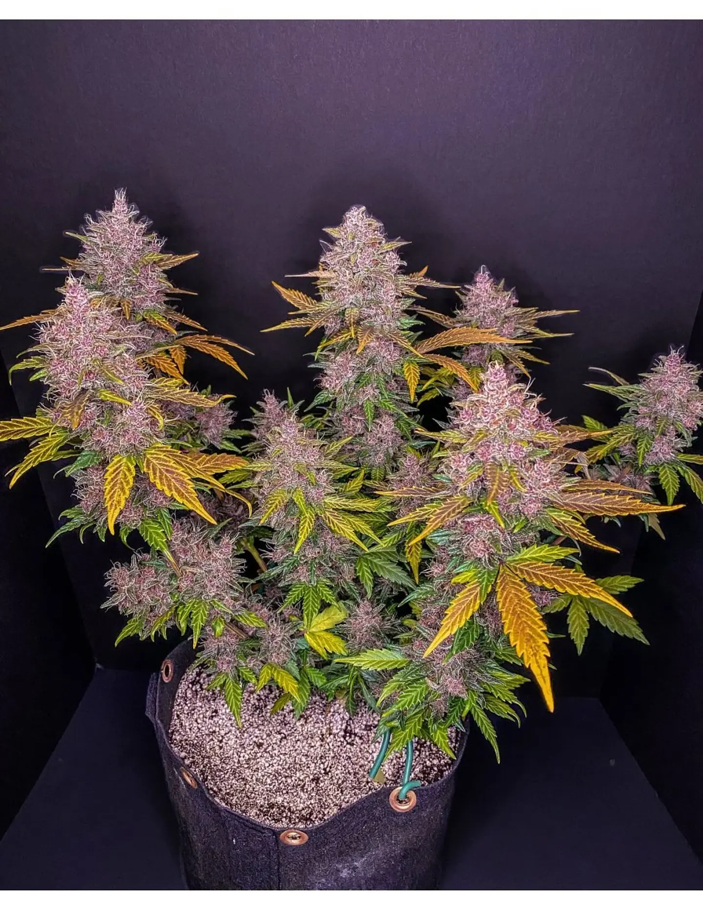 Lsd 25 Auto - Fast Buds (X5/X3/X1) 14