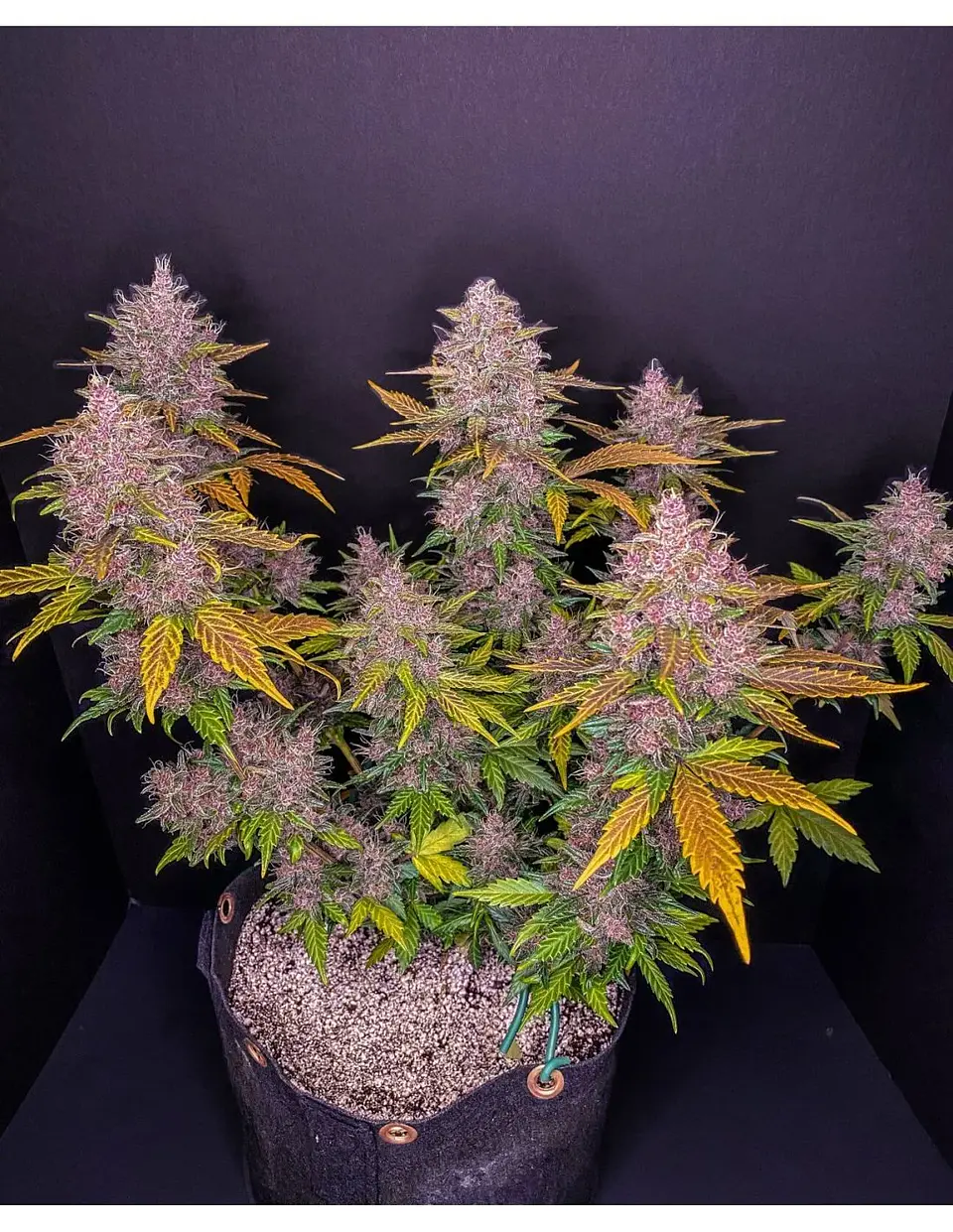 Lsd 25 Auto - Fast Buds (X5/X3/X1) 14