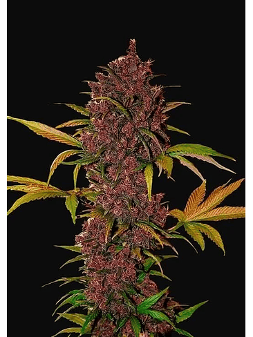 Lsd 25 Auto X5- Fast Buds 16