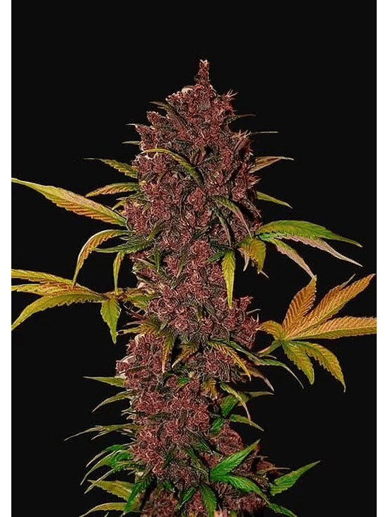 Lsd 25 Auto X5- Fast Buds 16