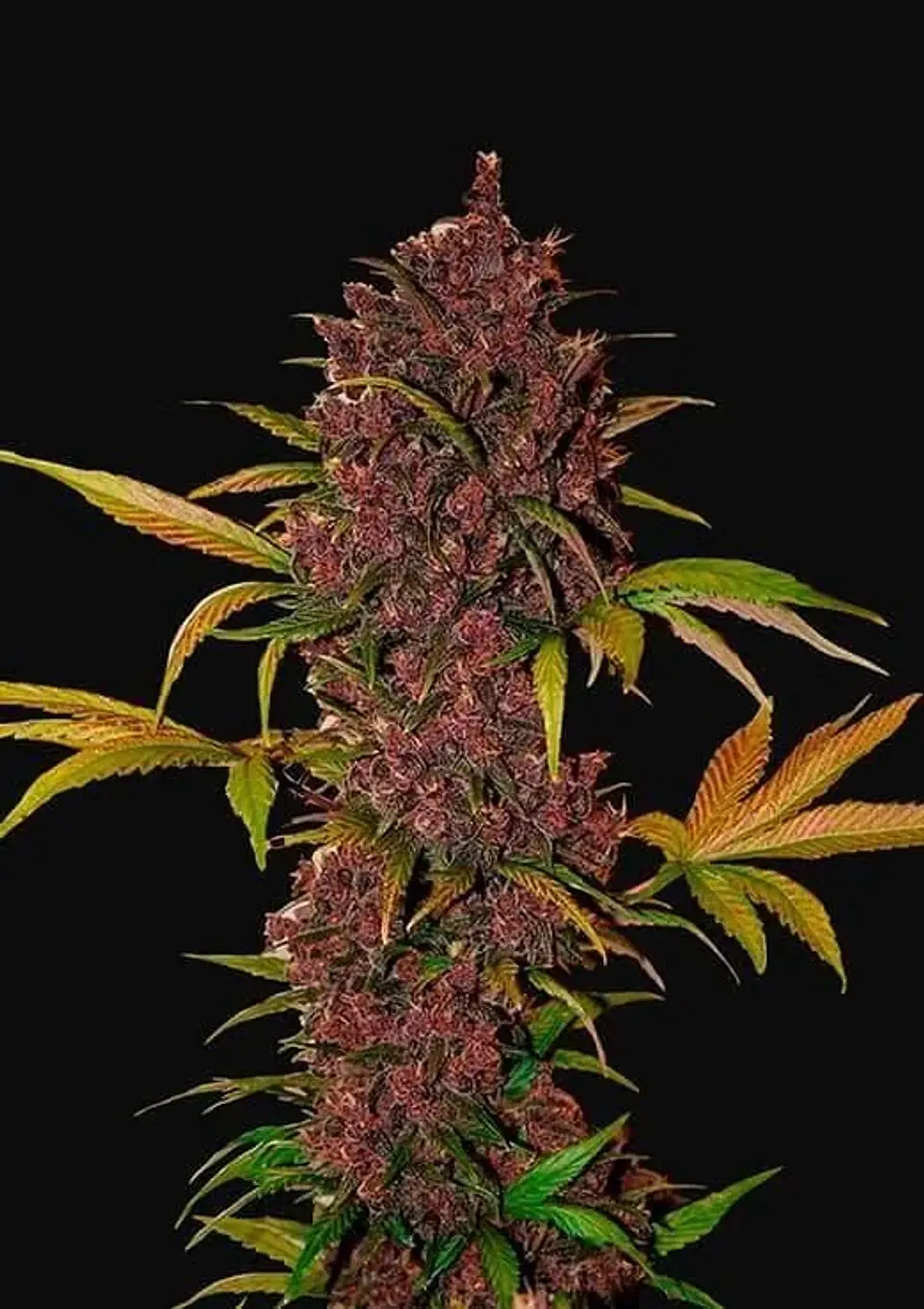 Lsd 25 Auto - Fast Buds (X5/X3/X1) 16